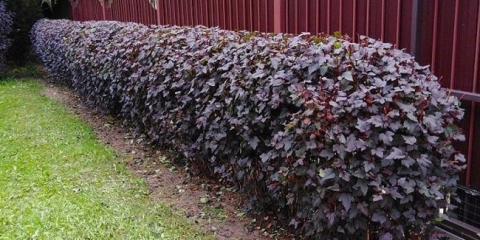 Jaké keře ležely plot?